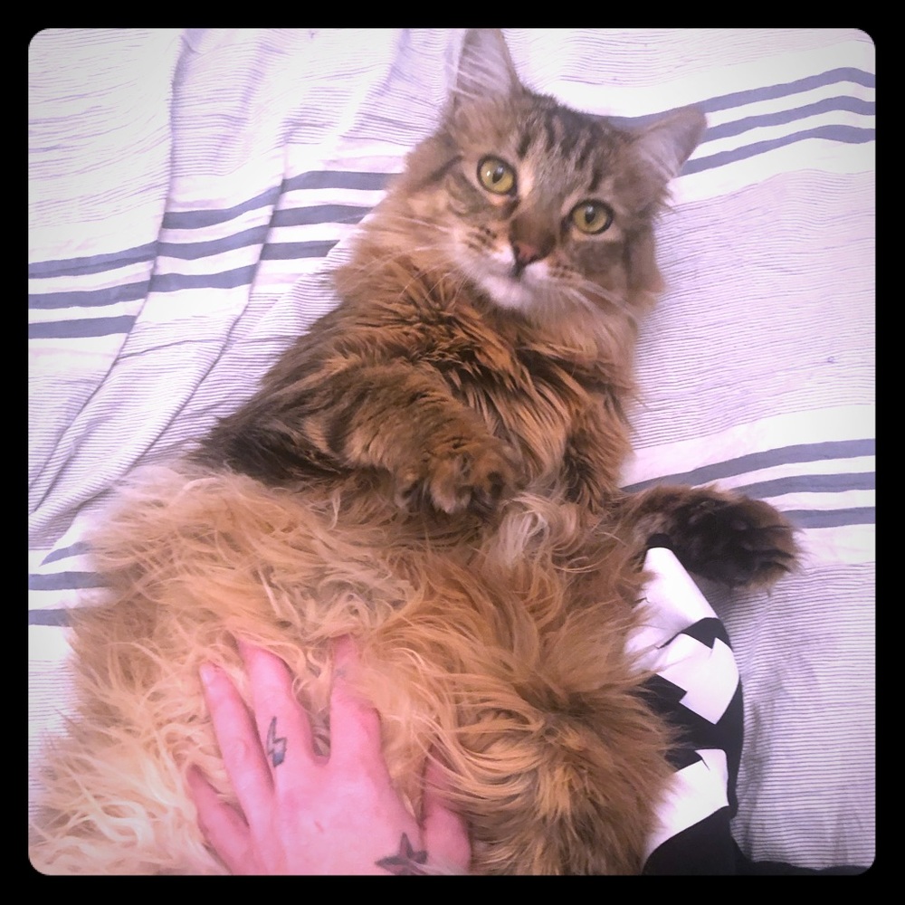 Meet your Posher, Tamara